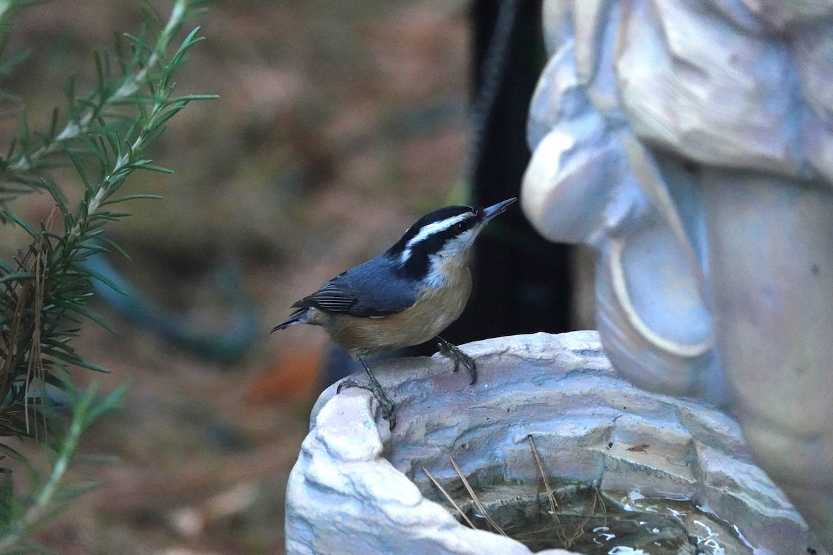 Red-breasted Nuthatch - ML642840182