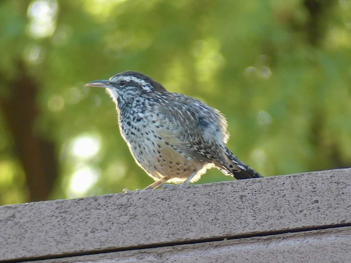Cactus Wren - ML642840187