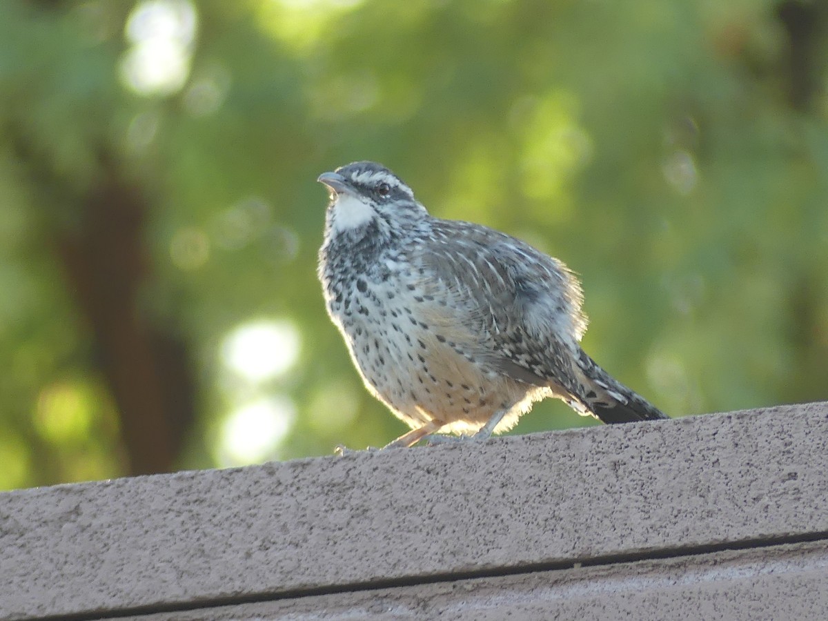 Cactus Wren - ML642840188