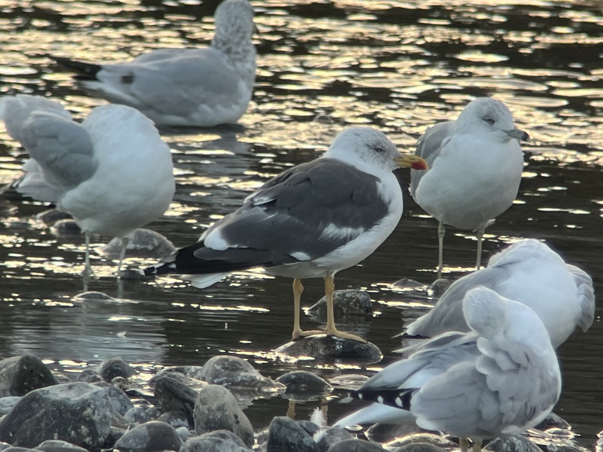 Lesser Black-backed Gull - ML642840191