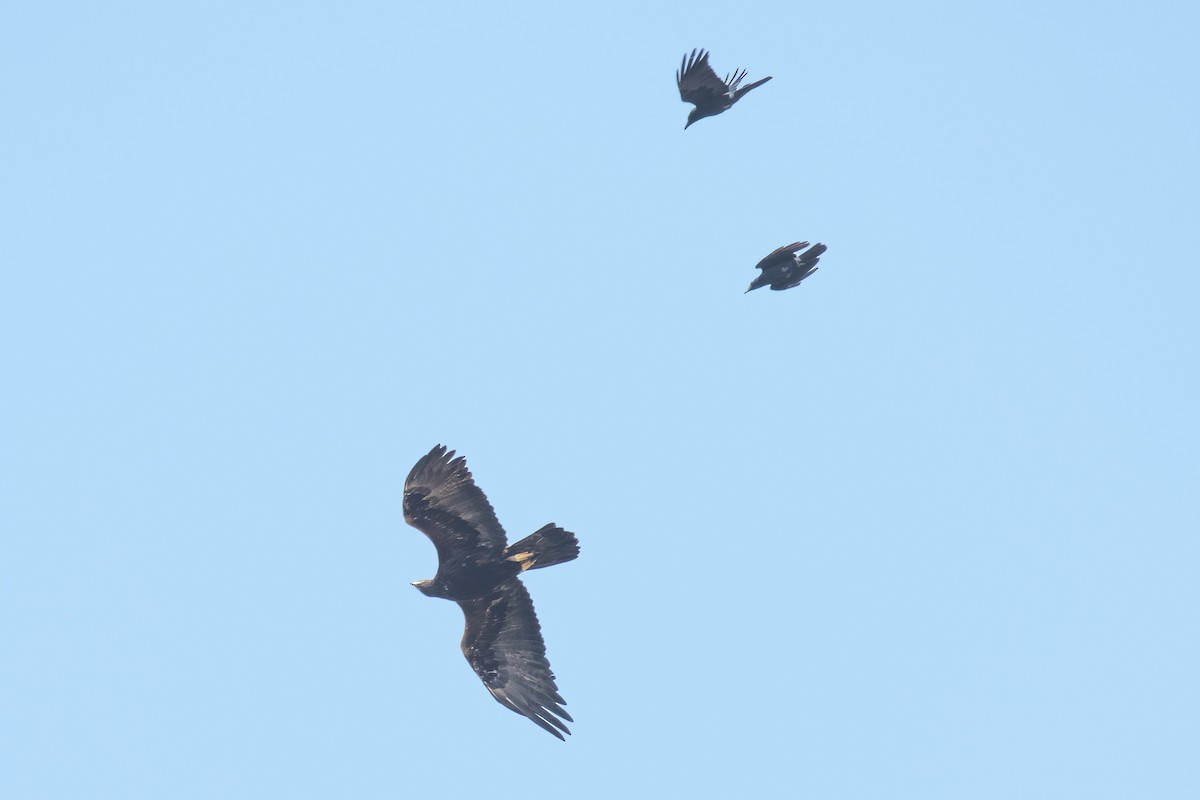 Golden Eagle - ML642840193