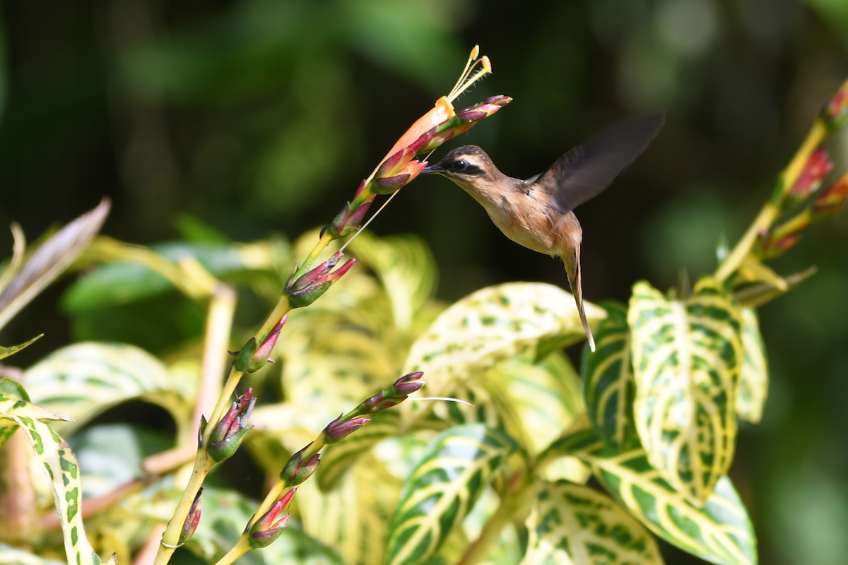 Stripe-throated Hermit - ML642840194