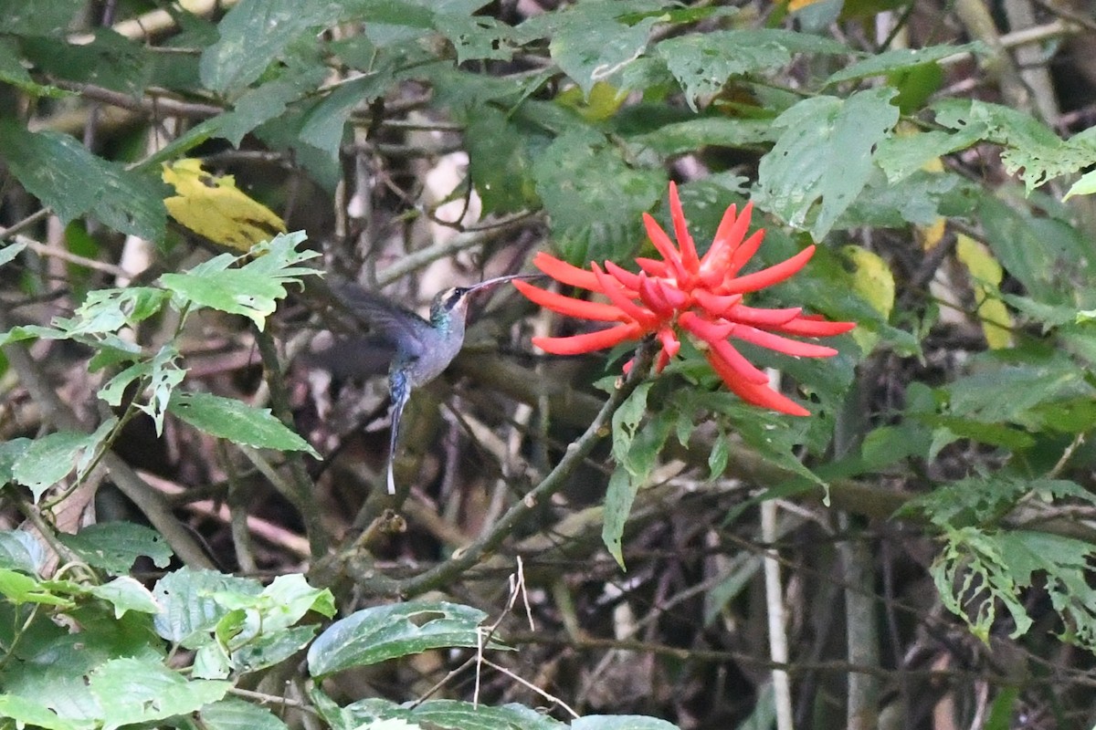 Grünschattenkolibri - ML642840217