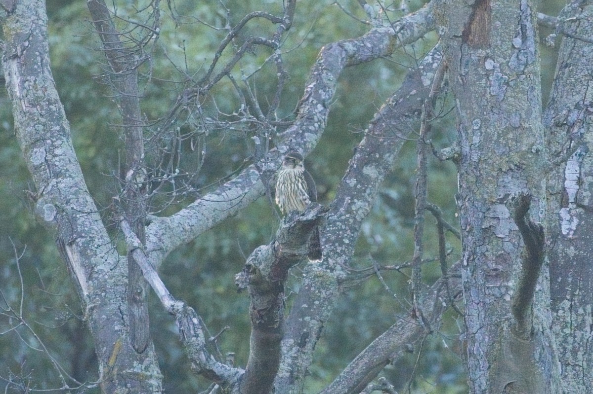 Merlin - ML642840223