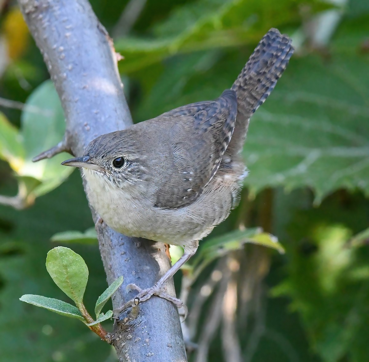 Northern House Wren - ML642840236