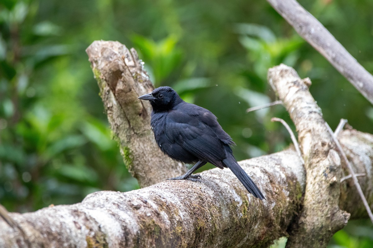 Melodious Blackbird - ML642840243