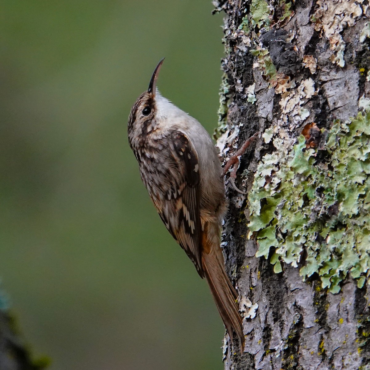 Brown Creeper - ML642840246