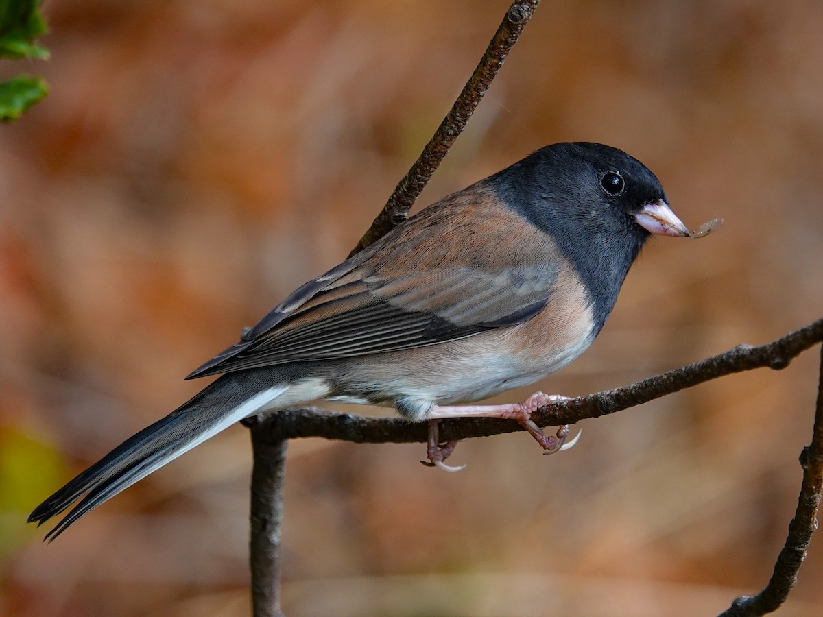 Dark-eyed Junco - ML642840247