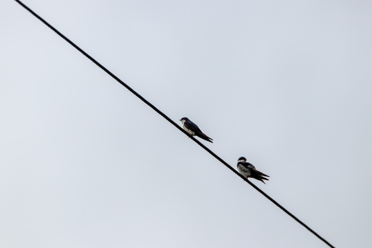 Blue-and-white Swallow - ML642840248