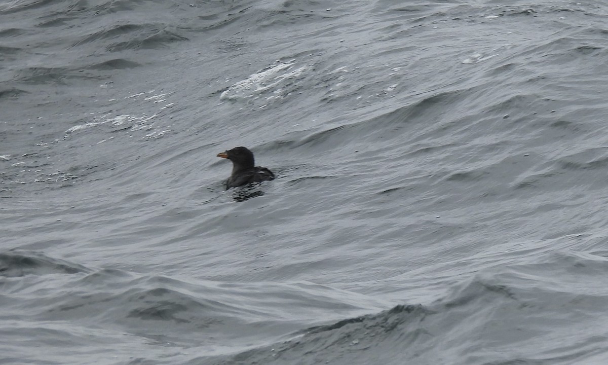 Rhinoceros Auklet - ML642840252