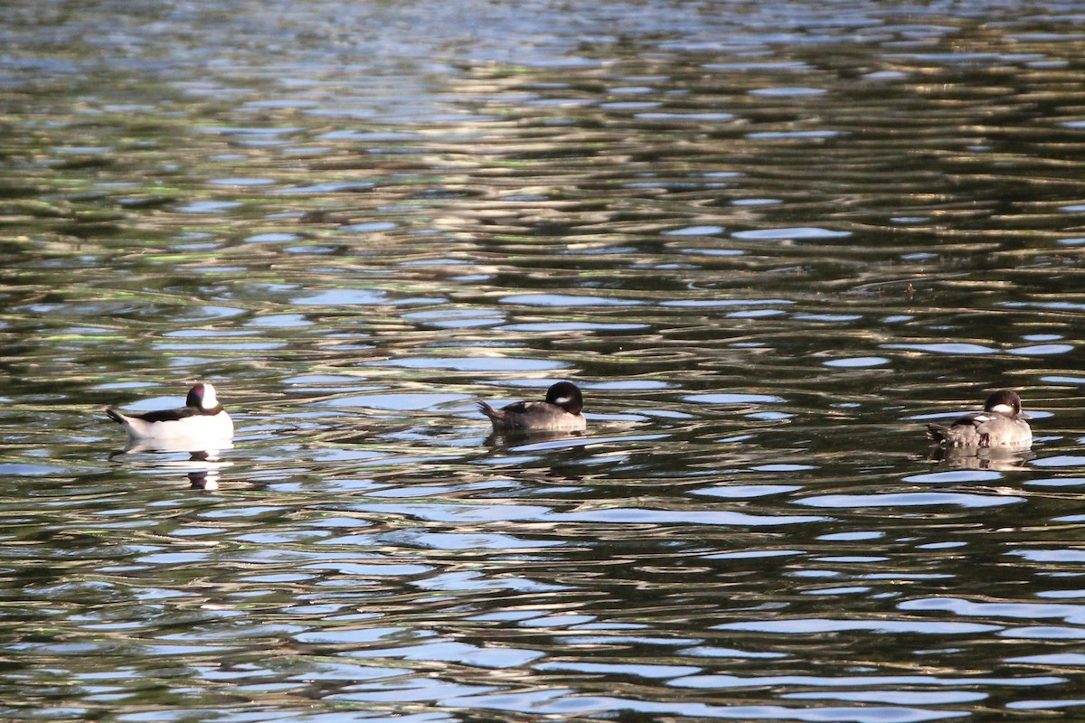 Bufflehead - ML642840266