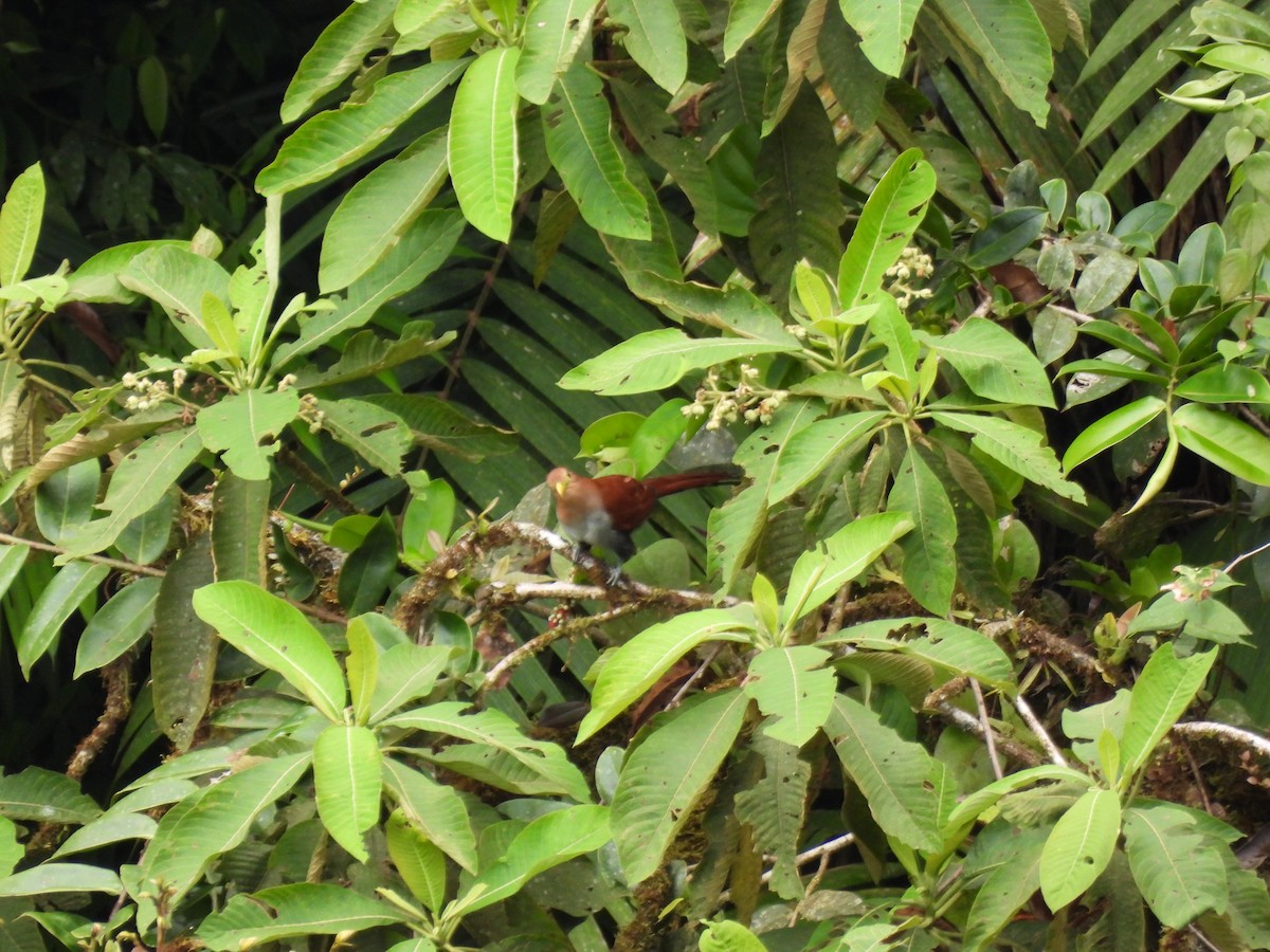 Piaye écureuil - ML642840276
