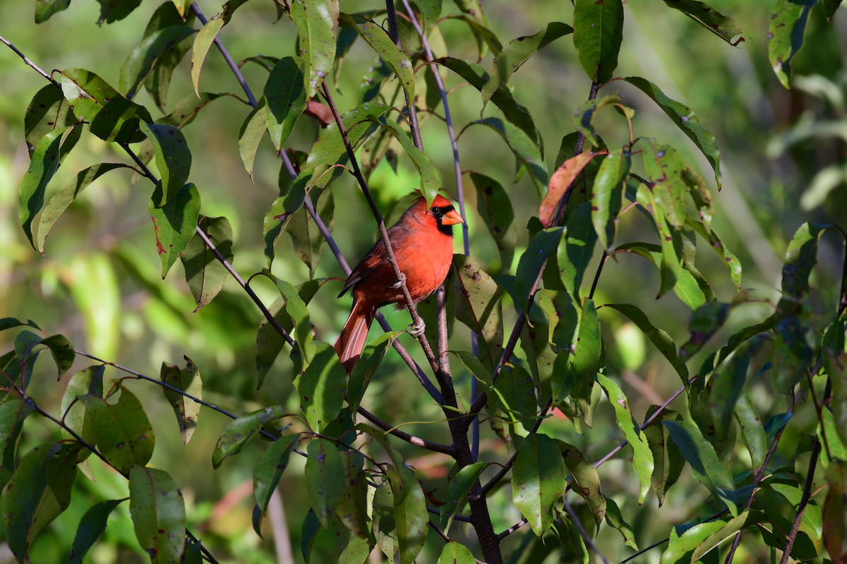 Cardinal rouge - ML642840279