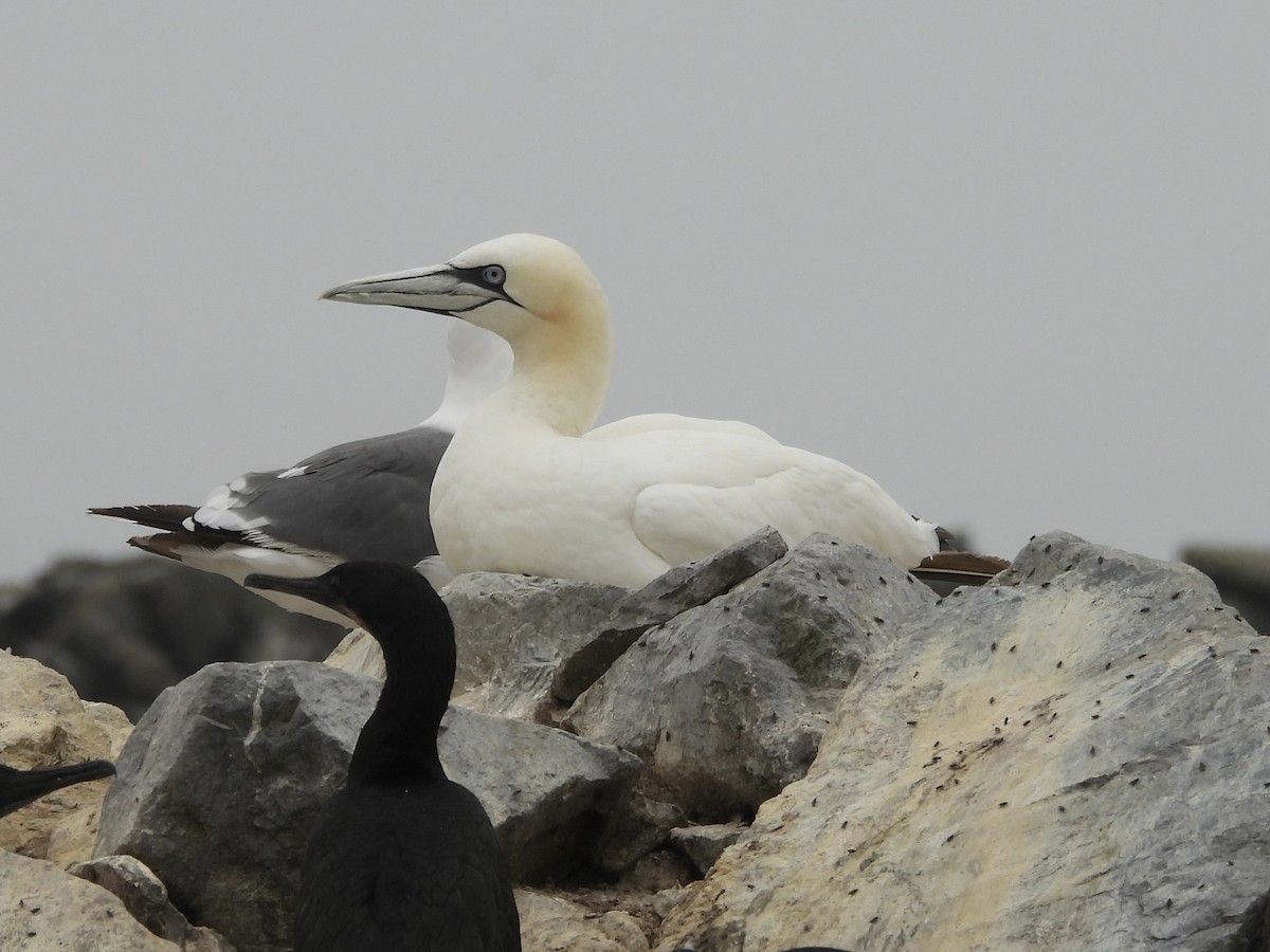 Northern Gannet - ML642840282