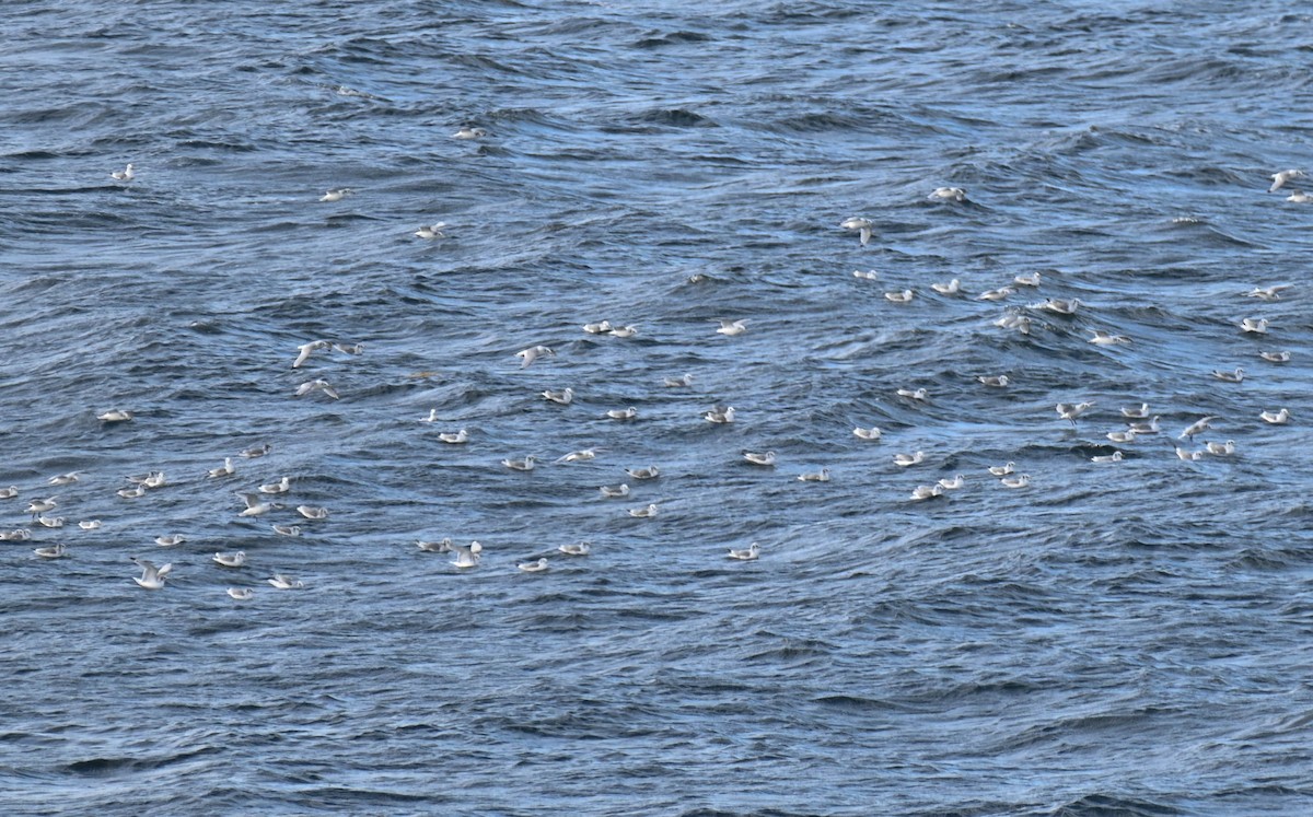 Mouette tridactyle - ML642840285