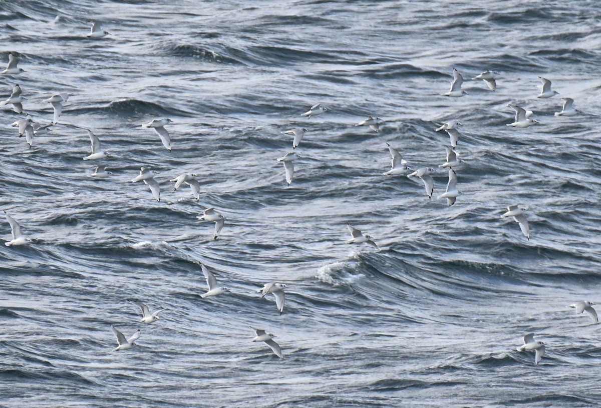 Mouette tridactyle - ML642840286