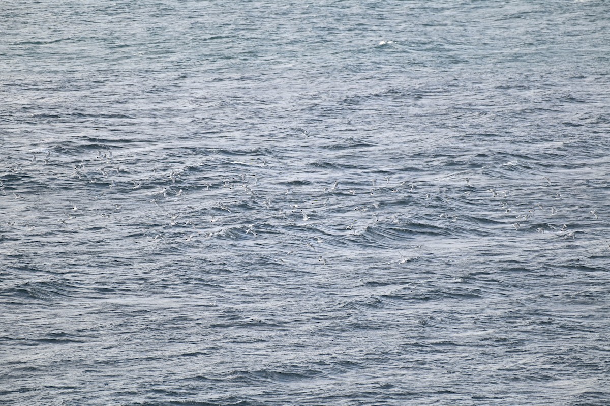 Mouette tridactyle - ML642840287