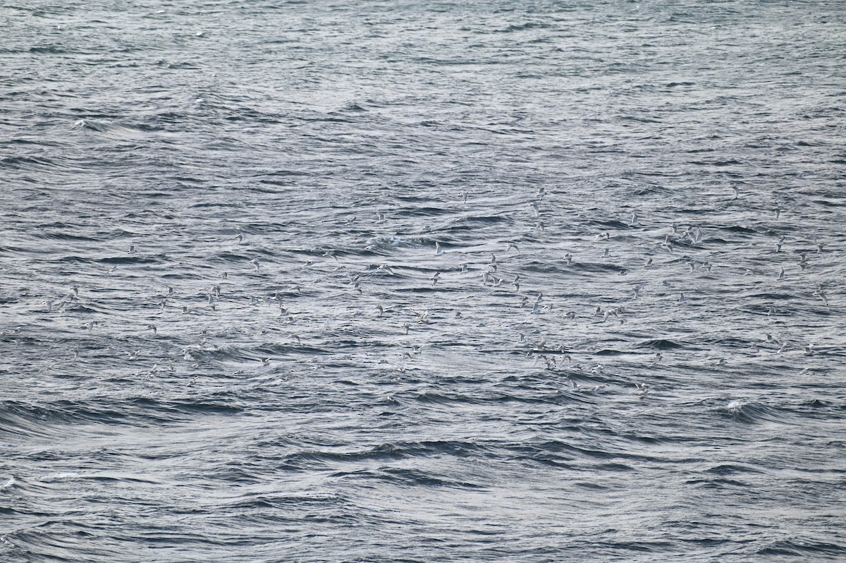 Mouette tridactyle - ML642840288