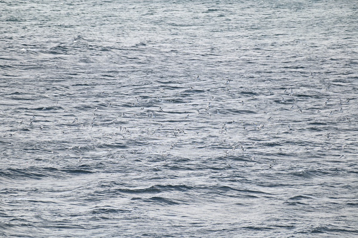 Mouette tridactyle - ML642840289