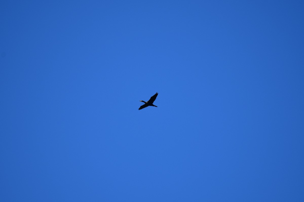 Cormoran à aigrettes - ML642840290
