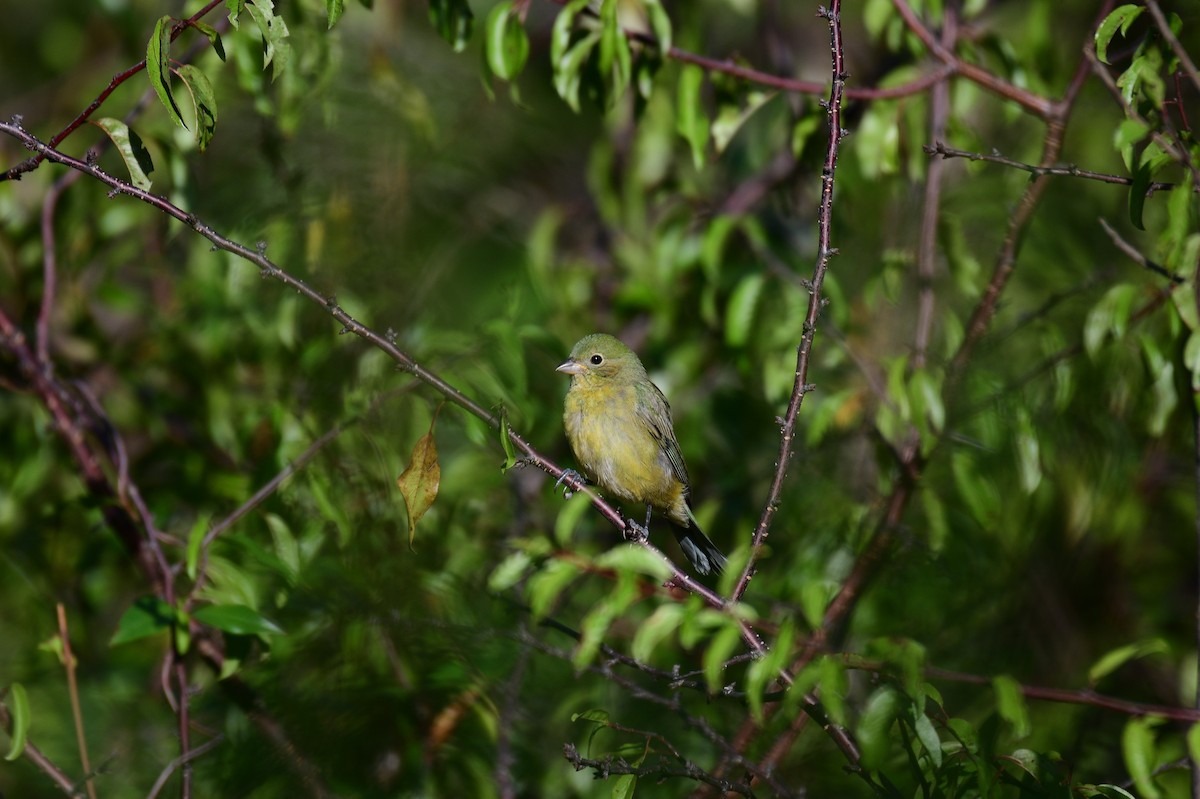 Painted Bunting - ML642840299