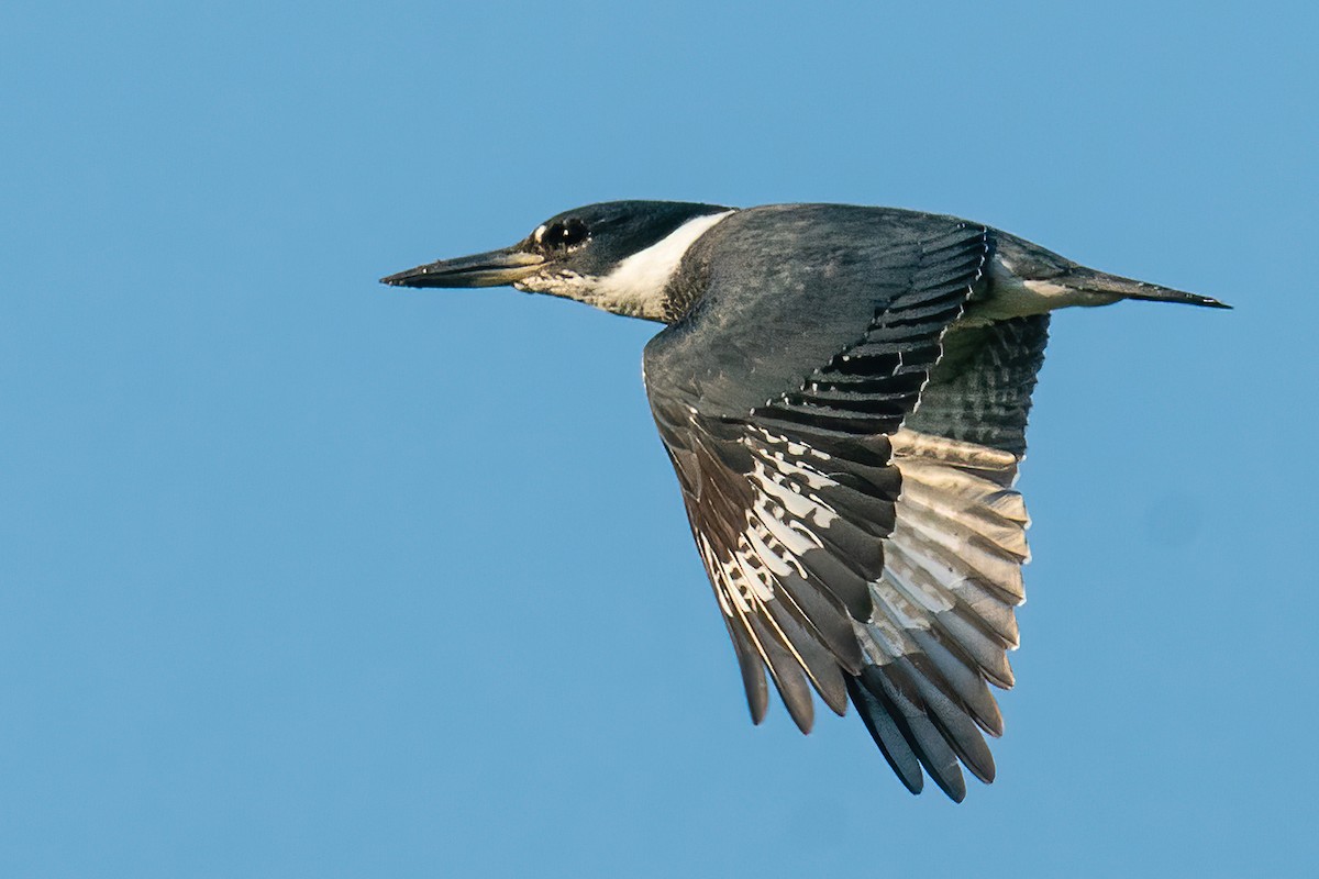 Belted Kingfisher - ML642840311