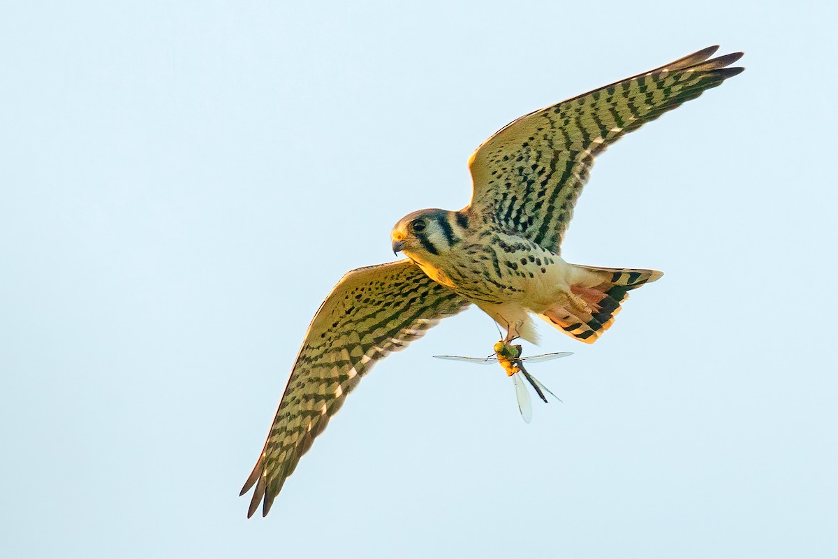 American Kestrel - ML642840317