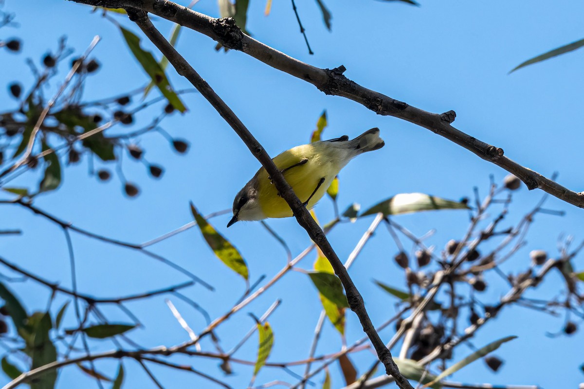 White-throated Gerygone - ML642840327
