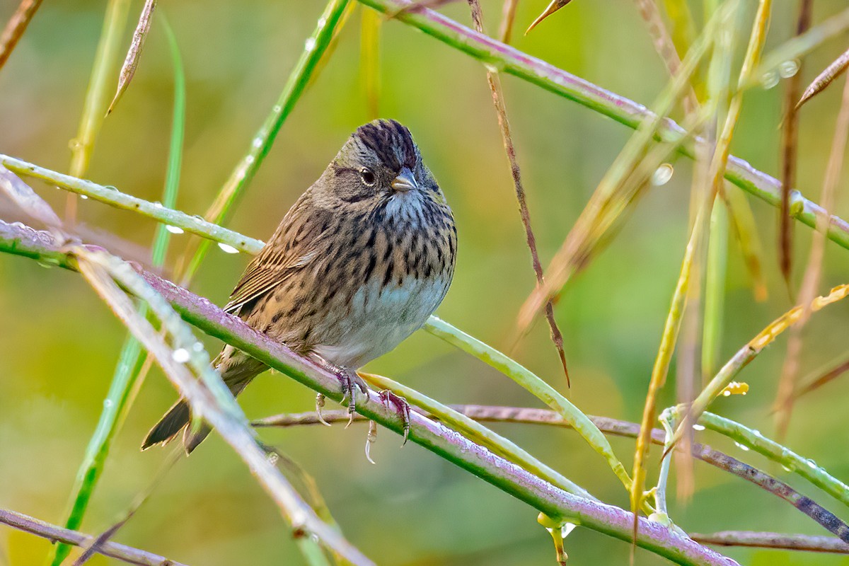 Lincoln's Sparrow - ML642840334