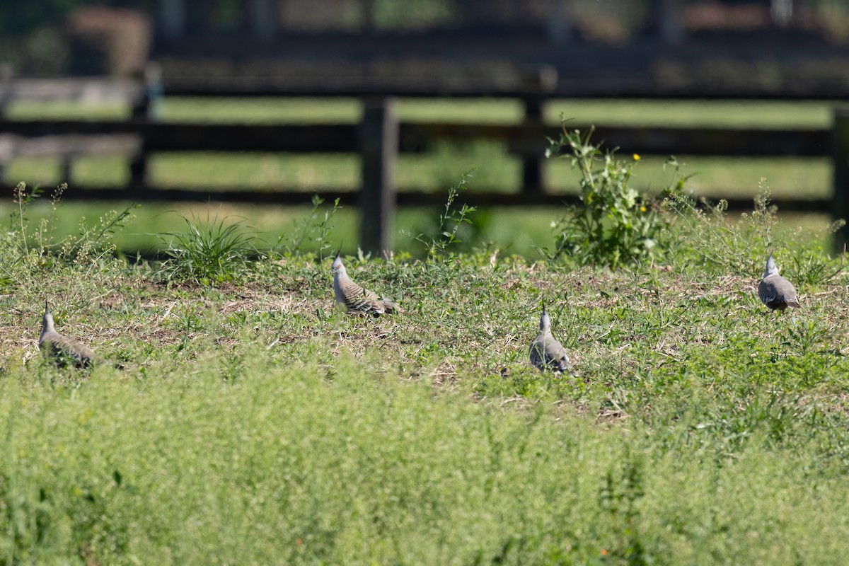 Crested Pigeon - ML642840343