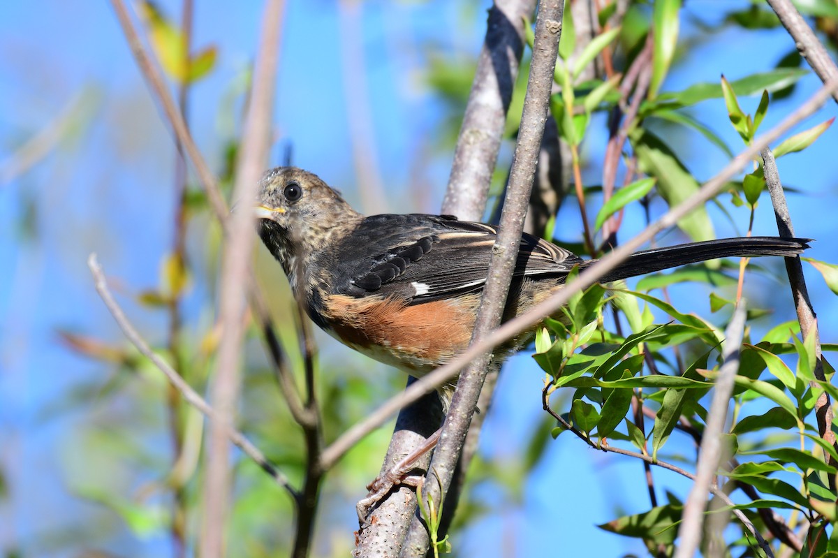 Eastern Towhee (White-eyed) - ML642840346
