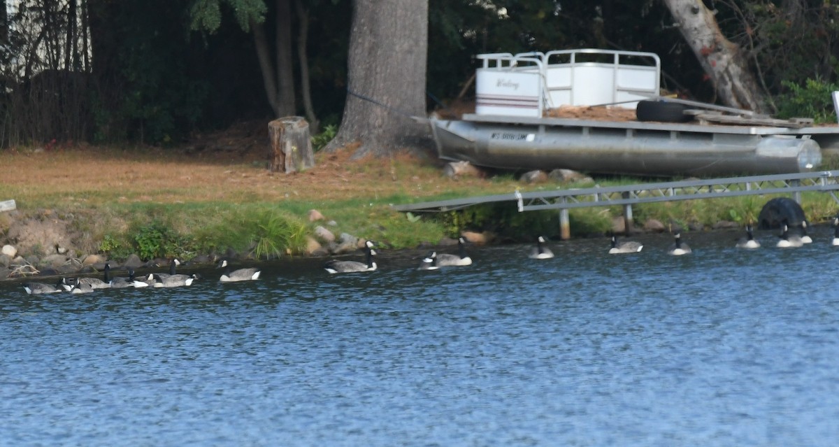 Branta kanadar handia - ML642840350