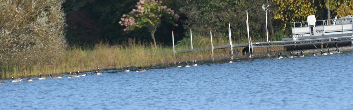 Branta kanadar handia - ML642840351