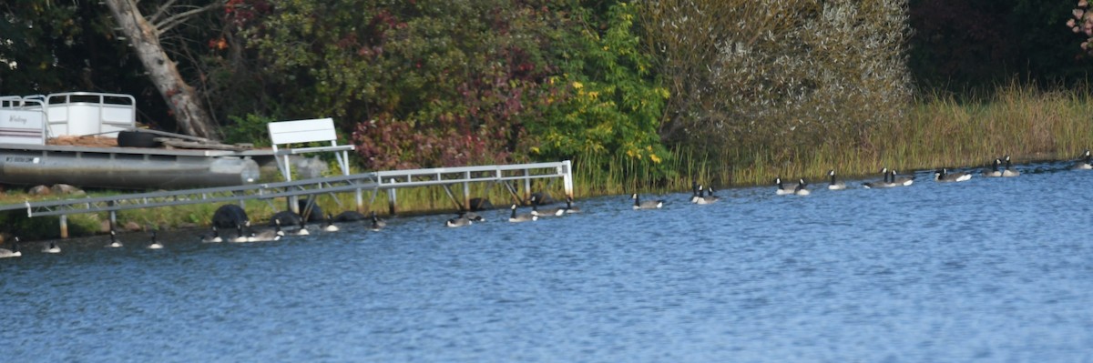 Branta kanadar handia - ML642840352