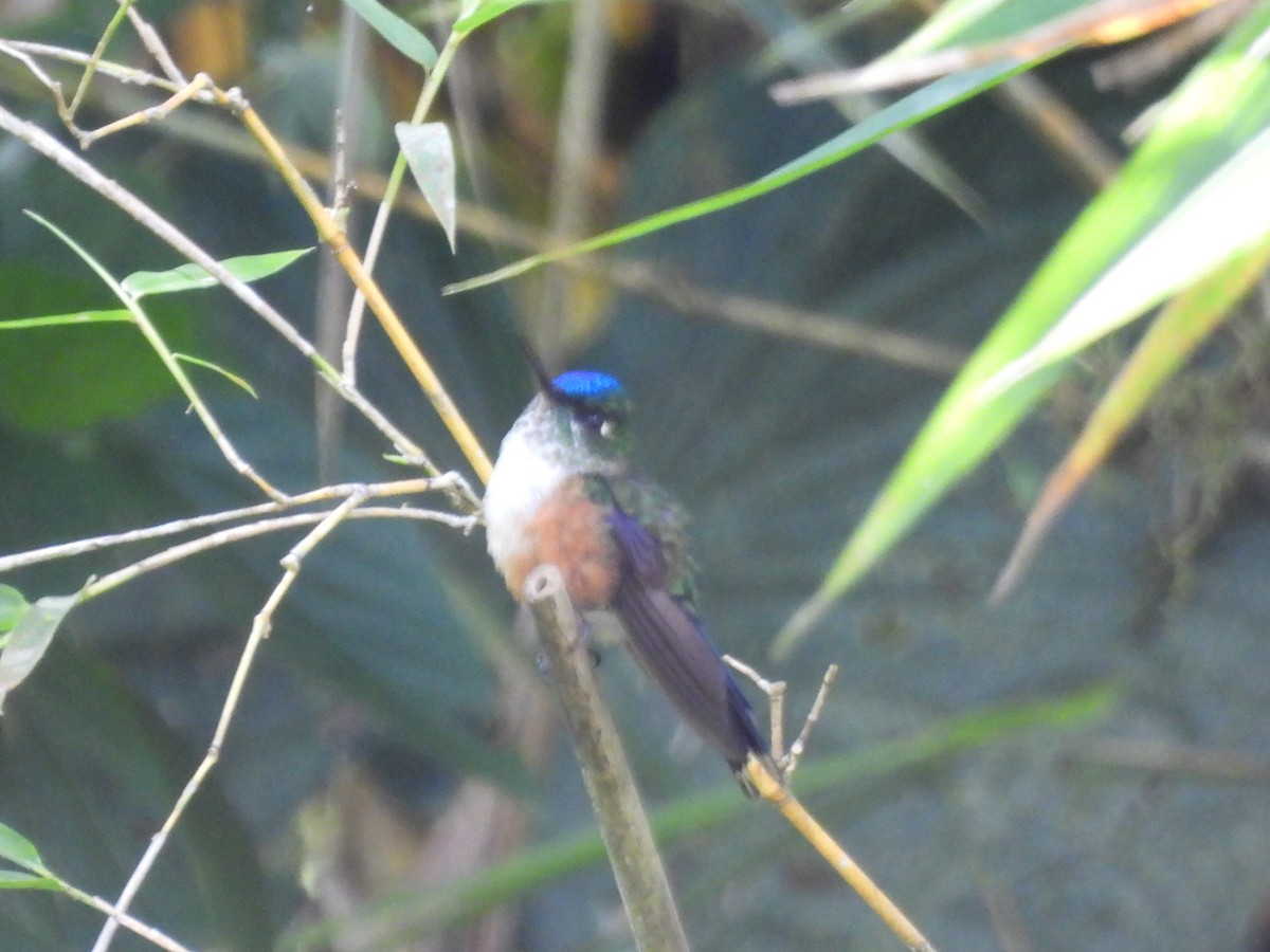 Violet-tailed Sylph - ML642840355