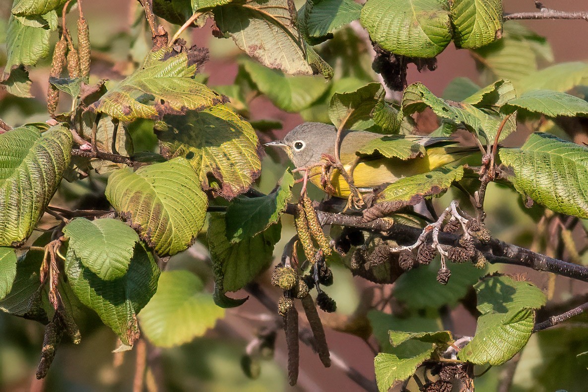 Nashville Warbler - ML642840356