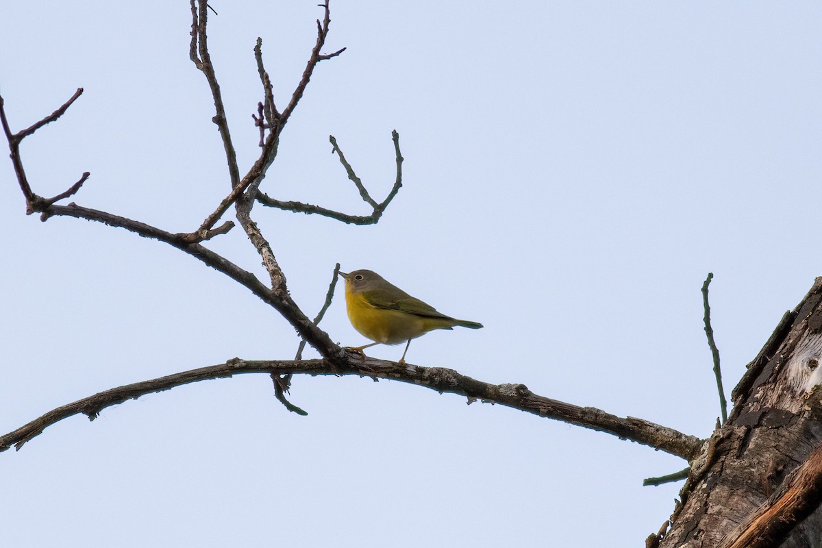 Nashville Warbler - ML642840357
