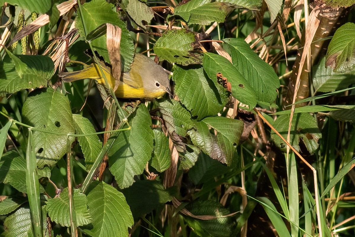 Nashville Warbler - ML642840360