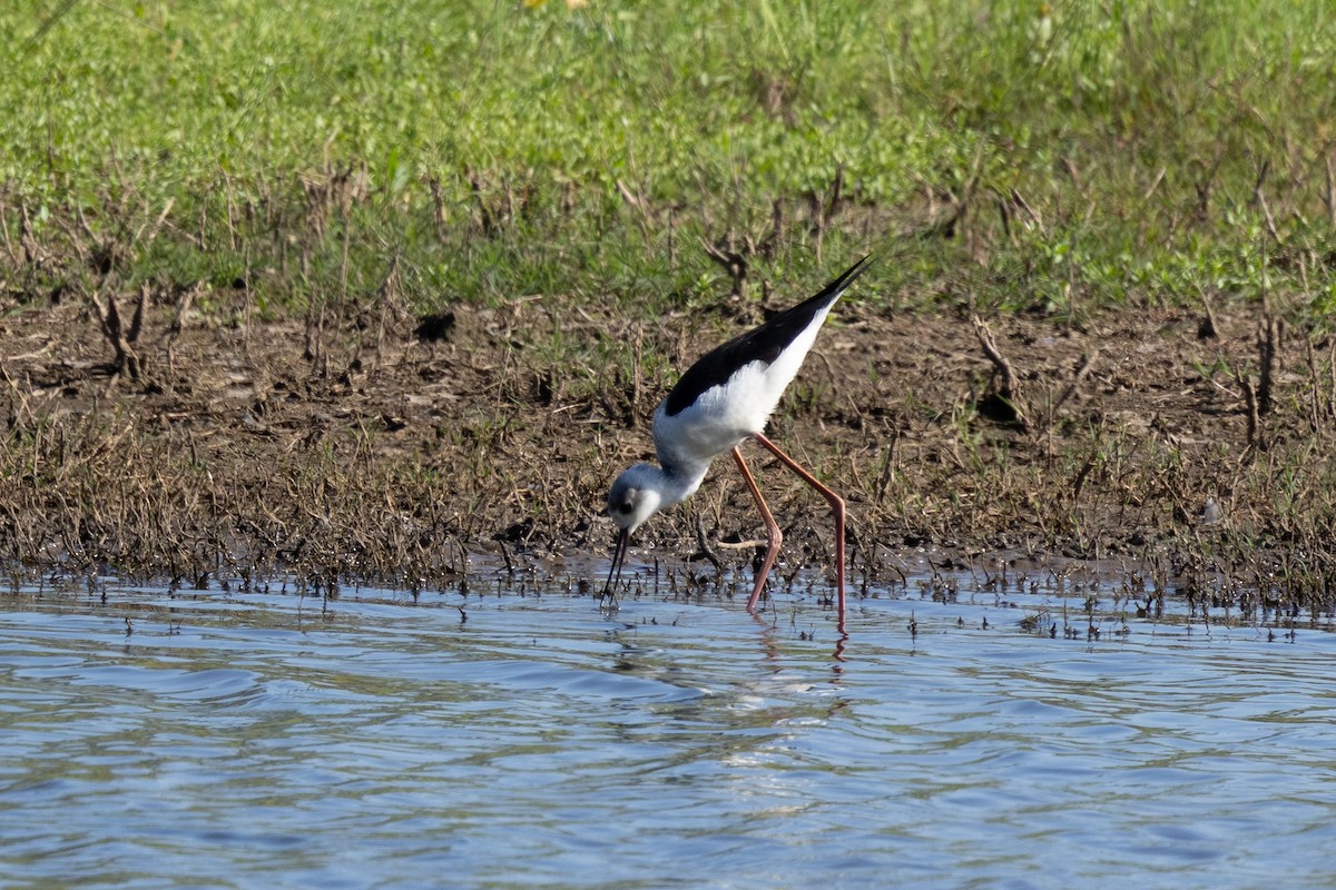 Pied Stilt - ML642840362