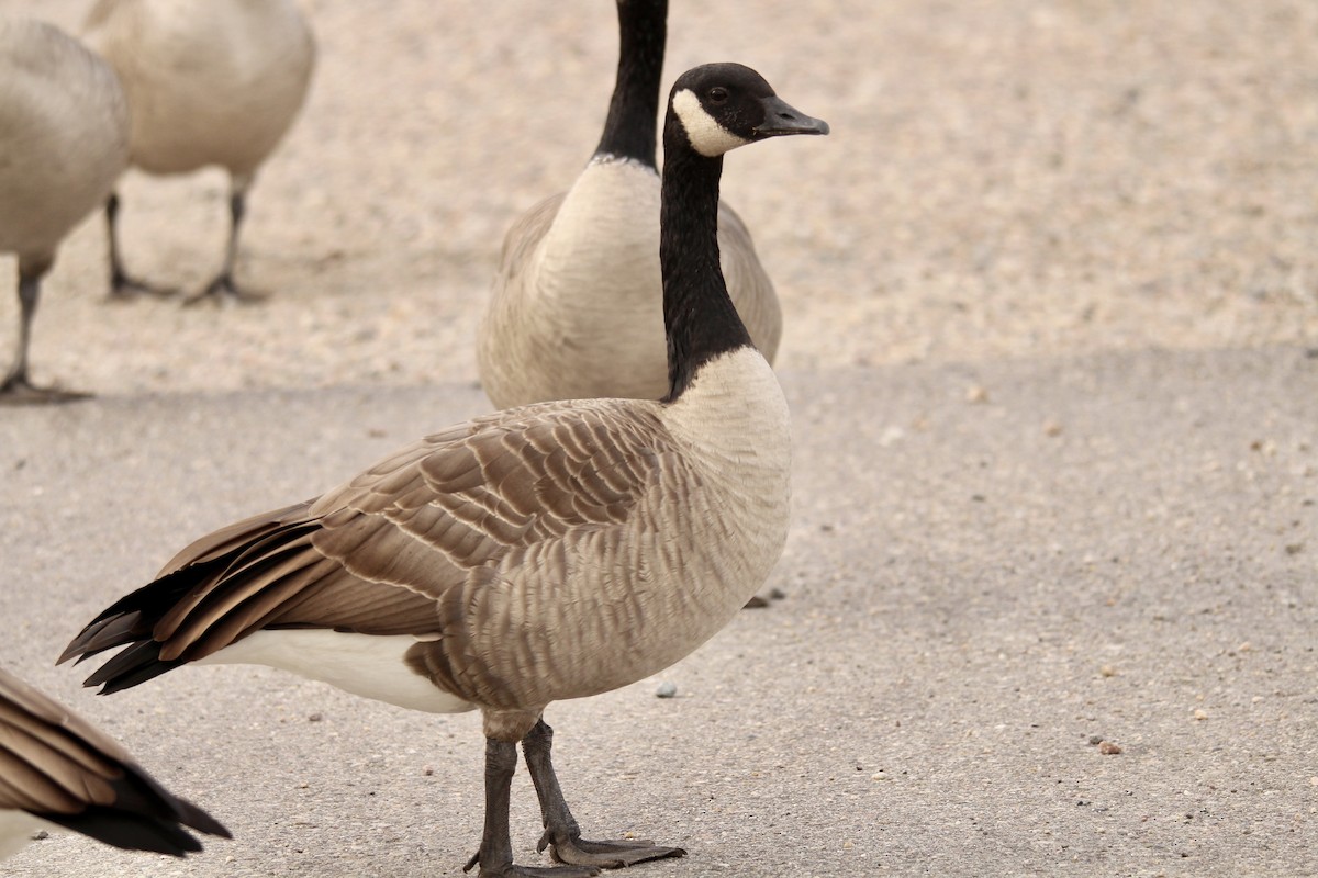 Branta kanadar handia - ML642840364