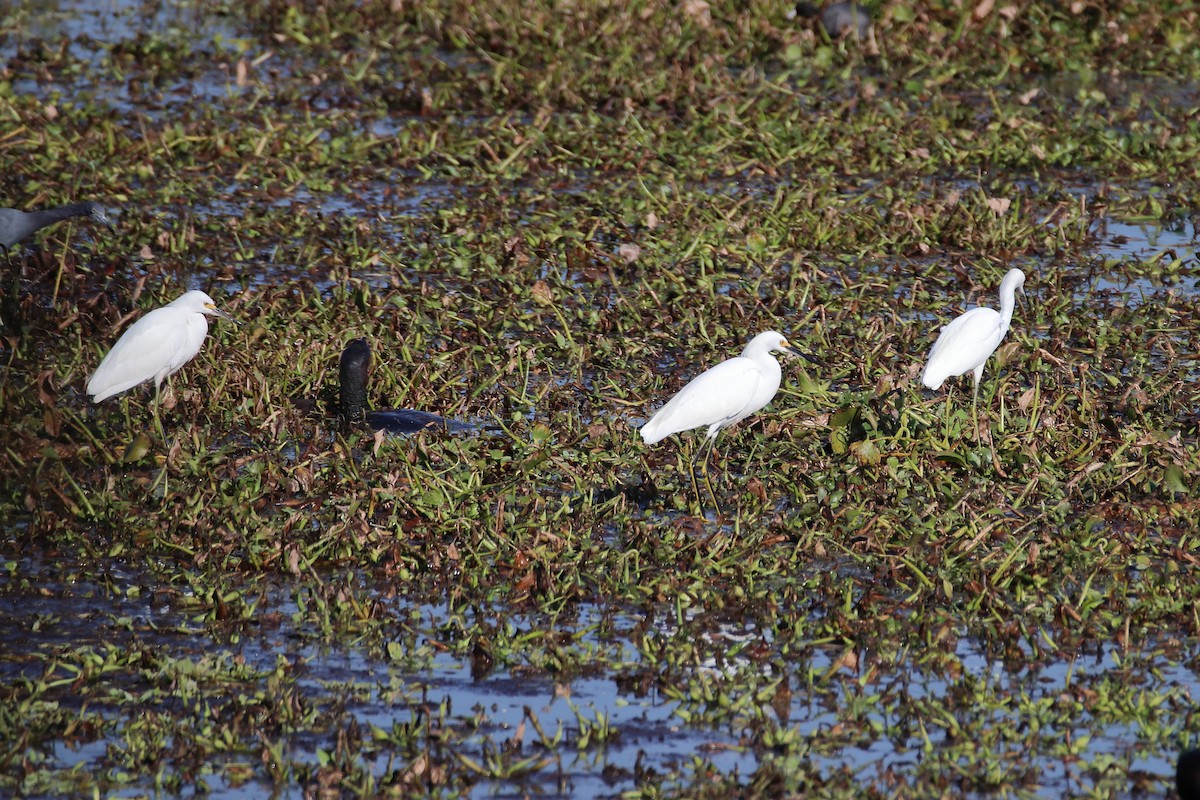 Snowy Egret - ML642840365