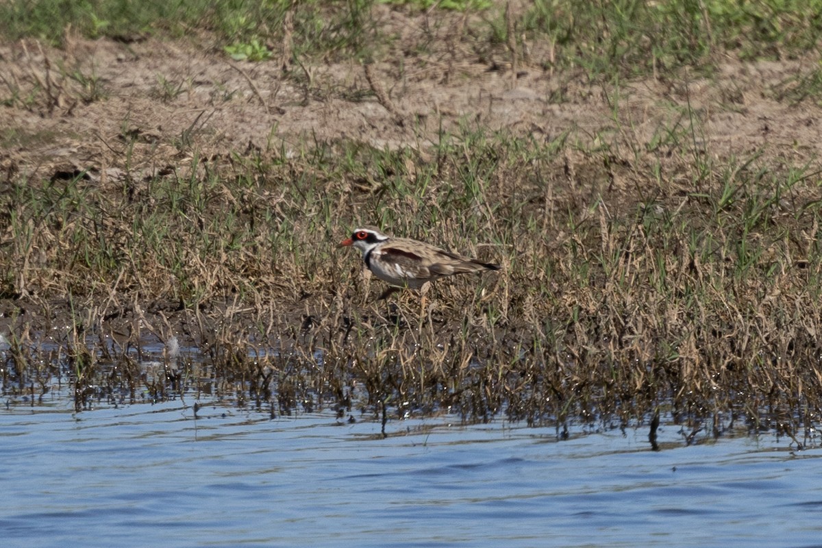 Black-fronted Dotterel - ML642840366