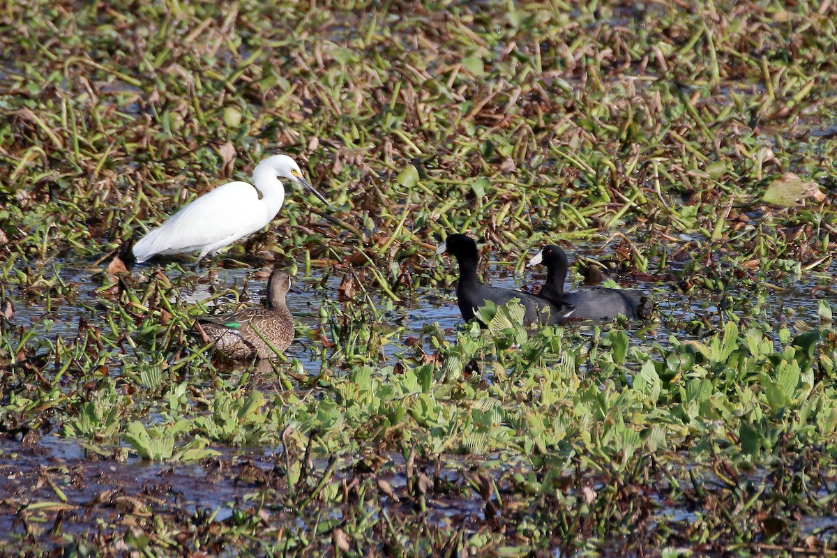 Snowy Egret - ML642840367