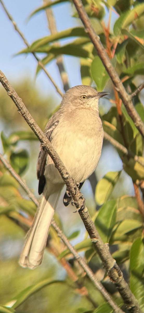 Northern Mockingbird - ML642840368