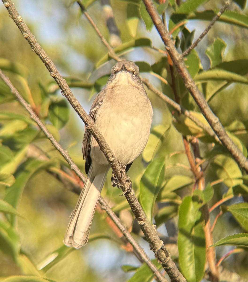 Northern Mockingbird - ML642840369