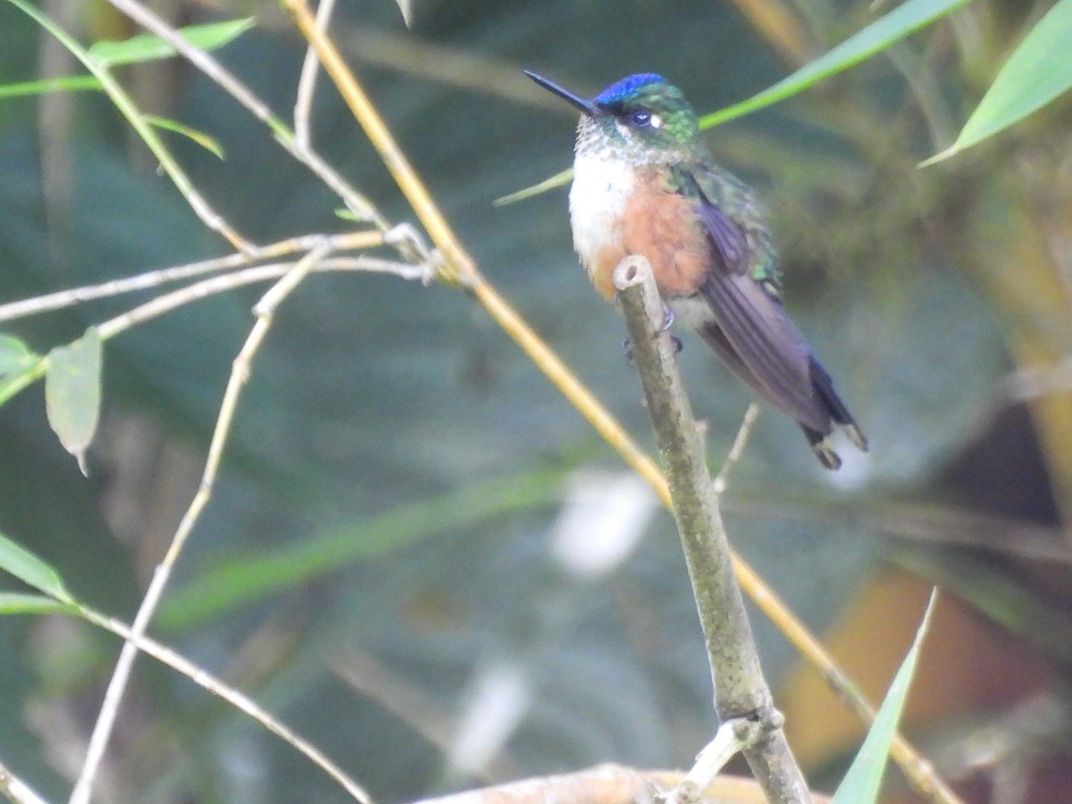 Violet-tailed Sylph - ML642840370