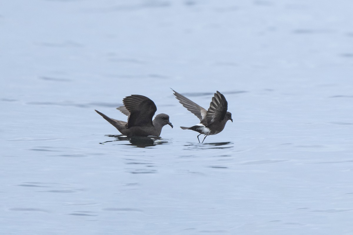 Markham's Storm-Petrel - ML642840371