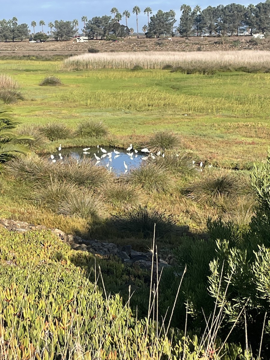 Snowy Egret - ML642840382
