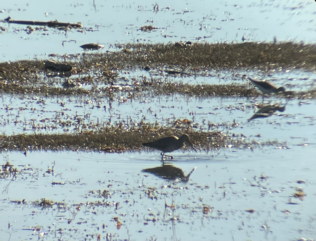 Hudsonian Godwit - ML642840391