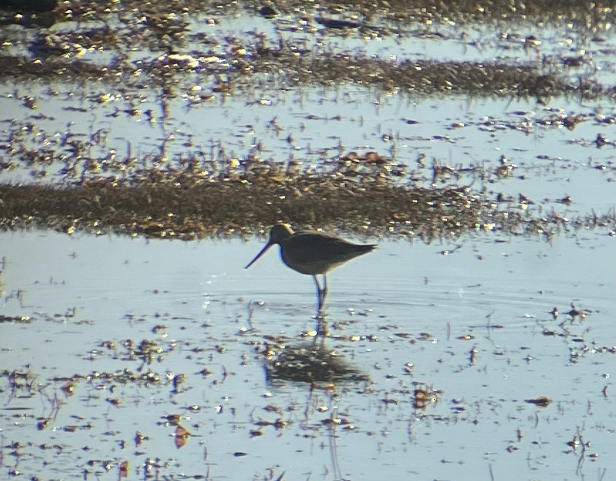 Hudsonian Godwit - ML642840392